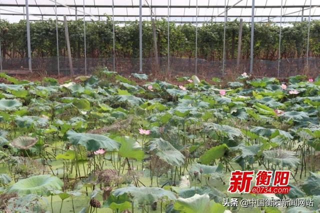 雨母山镇开展土鸡养殖技术培训 带领贫困户脱贫致富