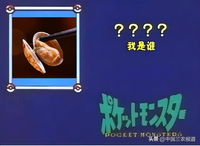 这种小海鲜成了青岛夏天的“顶流”？7小时从海底到餐桌→