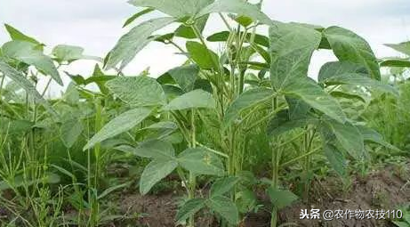 夏大豆怎么种植才能高产？（实用）