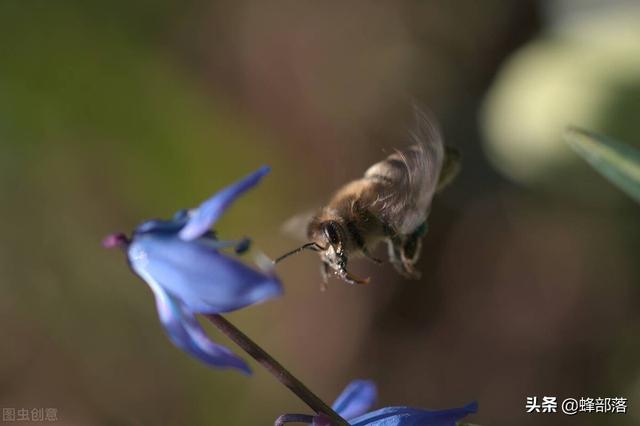 夏季高温蜜蜂就无法产蜜？用好4个技巧，夏季蜜蜂也能高产