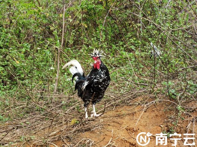 新春走基层｜马山县古棠村的“新年愿望”