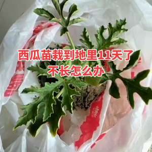 西瓜种植流程(#西瓜种植技术)