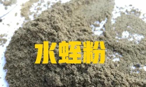 养殖水蛭到底是坑人的骗局，还是赚钱的好项目？我来告诉你真相