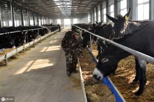 肉驴养殖肉羊肉牛(养殖肉驴，初入养殖者，把握好五个问题，少走弯路才能养驴成功)