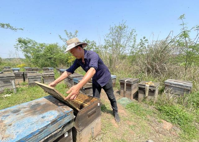 蜂农谭昆明：追赶“春天”的甜蜜事业 带着蜜蜂全国追 花20年跑了30万公里