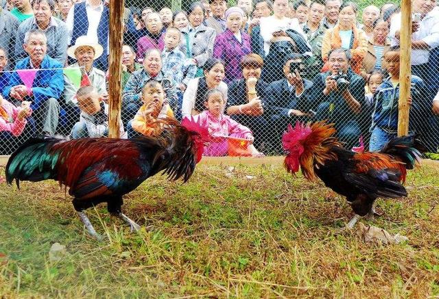 土鸡中的战斗鸡，能否成为农村养殖户的致富鸡？