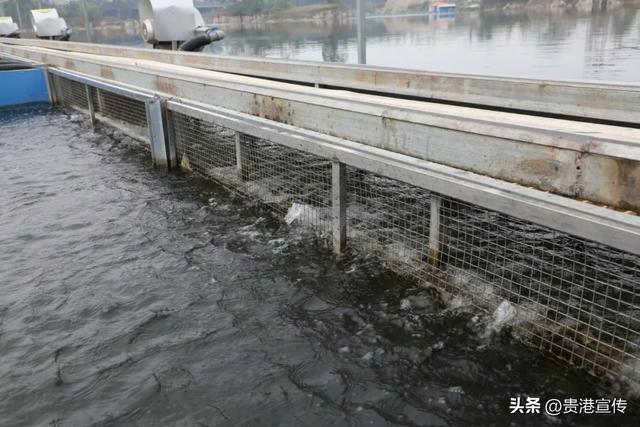 “跑”出新赛道！“跑道”养鱼你见过吗