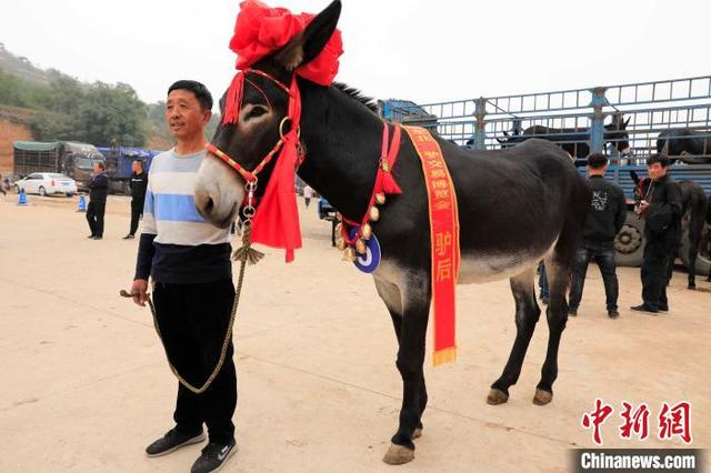 第六届东北驴博会在沈阳法库举办 诞生“驴王”与“驴后”