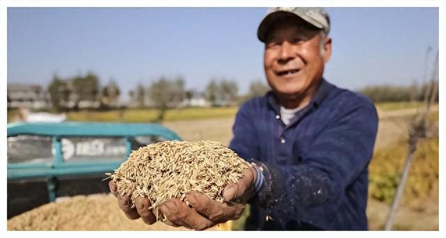 粮食安全要让农民获利，领导已明确，耕地种树养殖还惩罚吗？