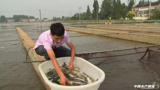 跑道鱼+螃蟹，年入500万！池塘工程化循环水养殖技术全在这里