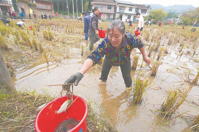 鱼稻混养富农家