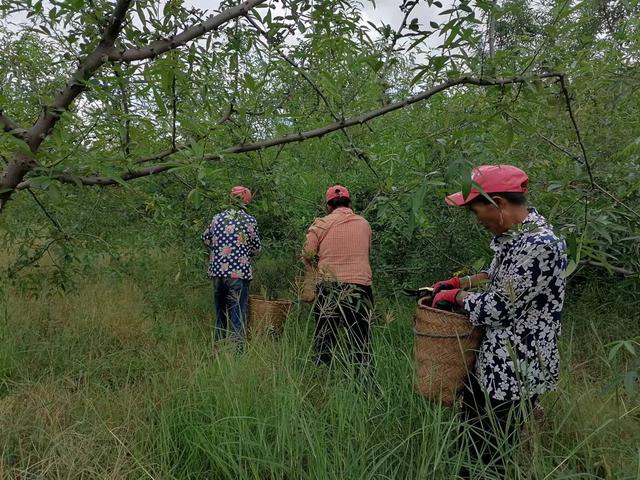 云南南华县：种下花椒树 马街镇走上致富路