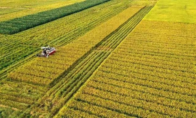 我国是粮食大国，为何水稻亩产量却比不上美国？是水稻有问题吗？