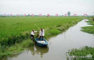 怎样养殖淡水小龙虾(淡水龙虾养殖技术，新手看了都说受用)