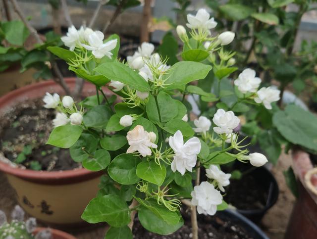 茉莉花这么养，枝叶繁茂四季绿，花开爆盆，满屋飘香