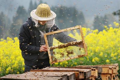 小伙辞职回乡养蜜蜂，30元成本卖800，年入80万