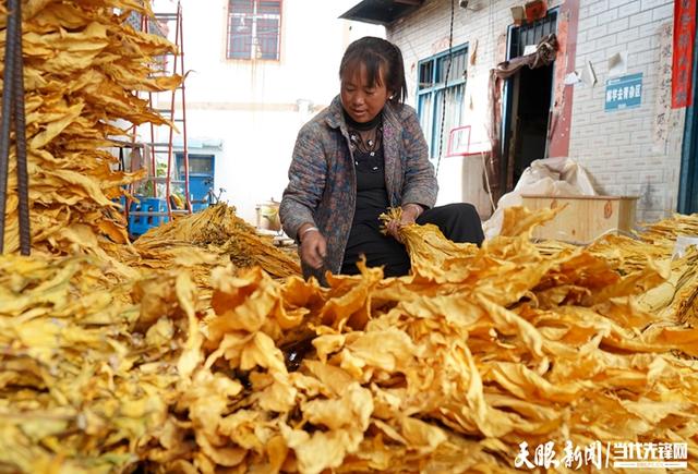 李英敏：种植“黄金叶” 顶起半边天