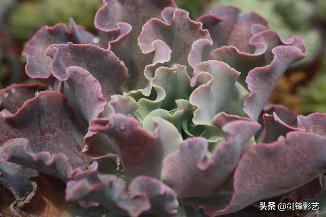 九个挑夫｜多肉植物长势良好，农场电商成效显著