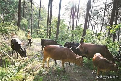 养牛养鸡养猪，种稻种菜种花——昔日山乡贫困户 今朝种养风向标