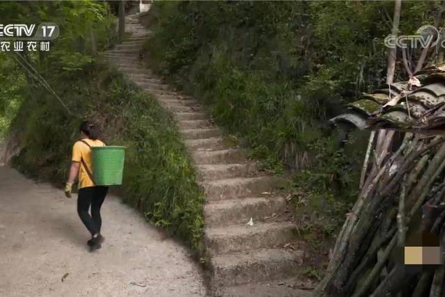 四川男子承包500亩荒山，把野草发酵成饲料喂鸡，年销售额1000万