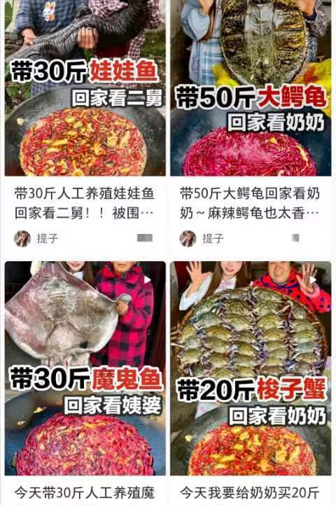 百万粉丝大网红拍摄水煮鲨鱼和烧烤鲨鱼，网友：鲨鱼可以吃吗？