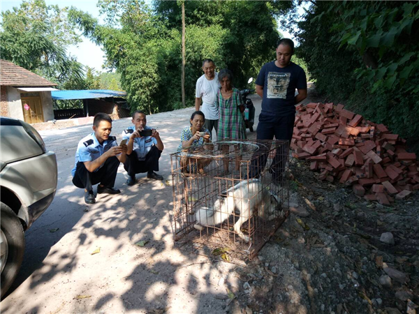 资阳现白狐？实为“熊猫狐狸” 已送往成都野生动物研究所