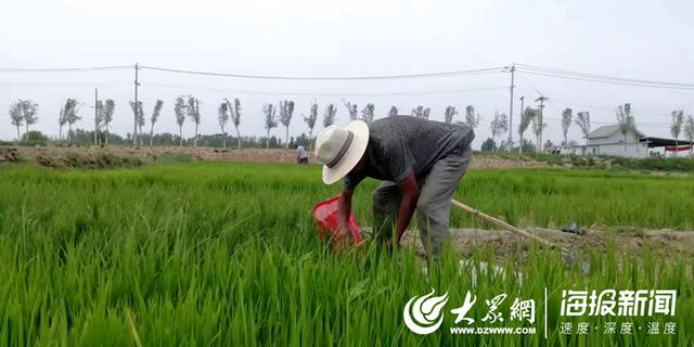 寻找“网红村”④—菏泽曹县百年黄河故道 如今万亩荷塘年产莲藕6千万斤