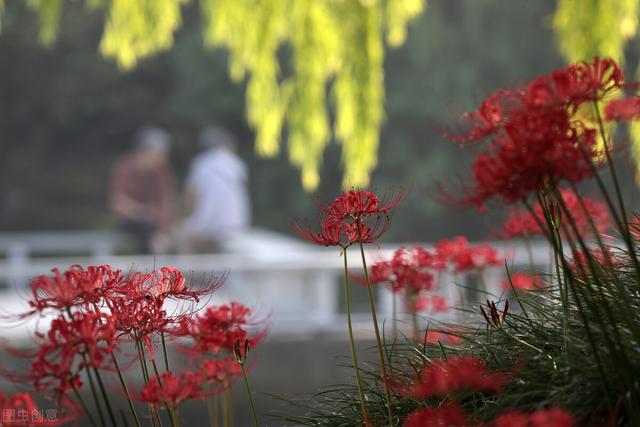 这些花的名字这么美，原来背后都有一段非凡的故事，凄美感人