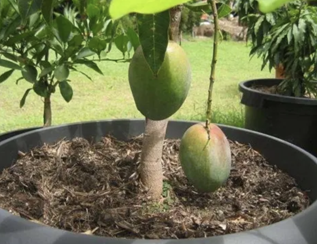 2种水果“昂贵”，果核留住别扔，埋进花盆里，50天成盆栽，值