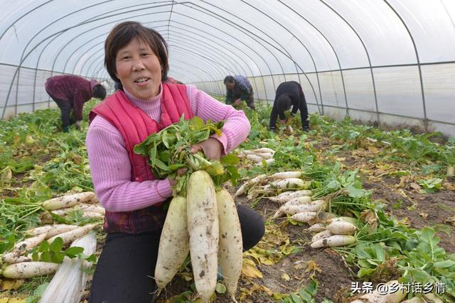 种植萝卜和胡萝卜，个头大、产量高全在三个方面，你做对了吗