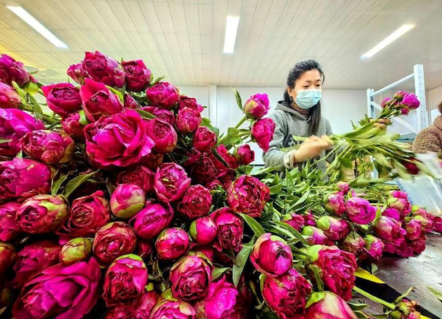 全国每十枝芍药鲜切花为啥有七枝姓“菏”？