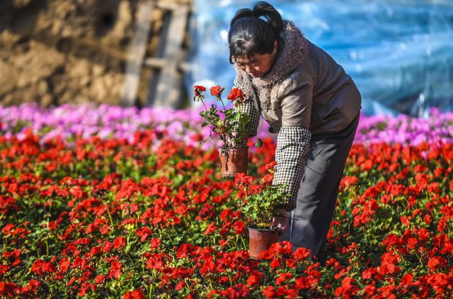 广阳：特色花卉供应京津春节市场