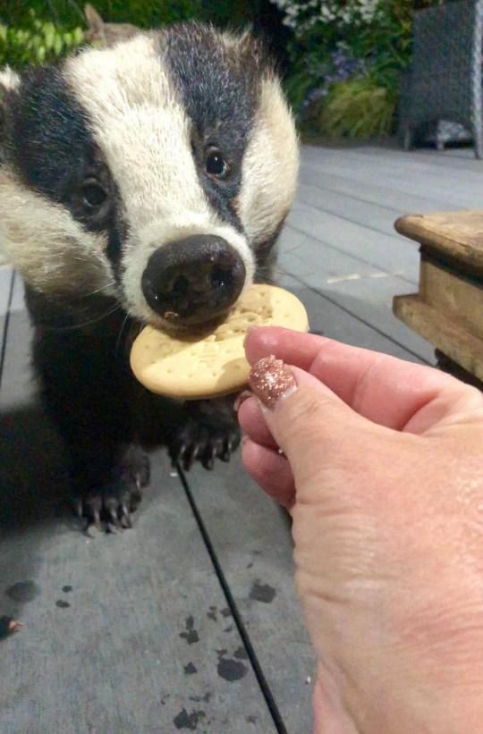 野生狗獾14年天天讨食，之后连孩子都带过来，伙食好到不肯走