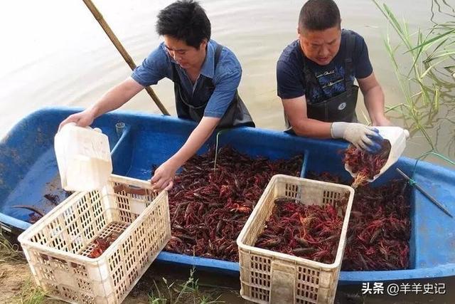 在国外泛滥成灾，中国却靠人工养殖，国外甚至每年花50亿元难消灭