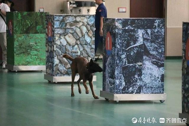 单犬服从、箱体和废墟搜救……95只搜救犬在济“考编上岸”