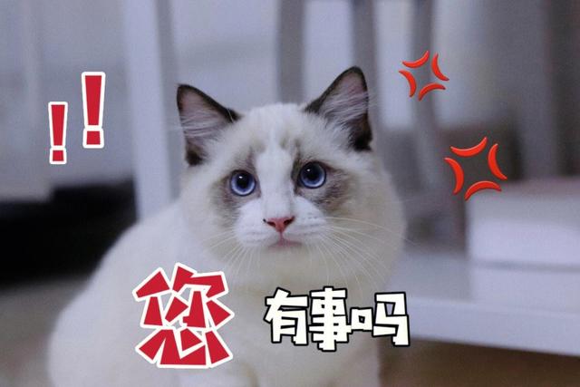 养猫常识：布偶猫“毛球症”的表现，记得收藏