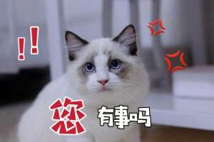 毛球果种植(养猫常识：布偶猫“毛球症”的表现，记得收藏)