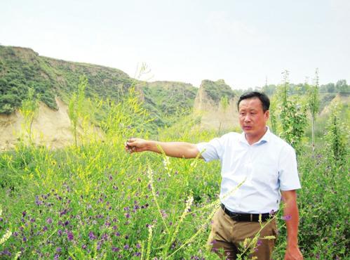 原生态草场 纯绿色草料 帅林农牧自然生态黑猪健康生长