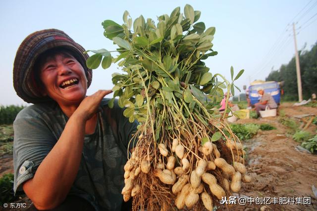 旱地花生地膜覆盖技术