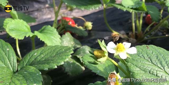 大棚种植草莓放蜜蜂需要注意什么？做好蜜蜂管理，草莓丰产优质