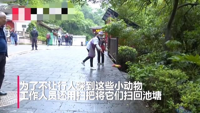 贵阳：景点马路上遍布小青蛙，现实版“旅游青蛙”预警什么？