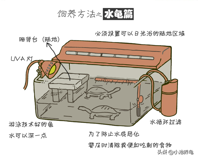 对于什么龟好养，什么龟难养，小池给新手3个小建议