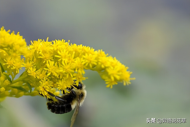 木麒麟：百花争艳甘心为背景，寓意着“倔强而坚贞、温柔又忠诚”