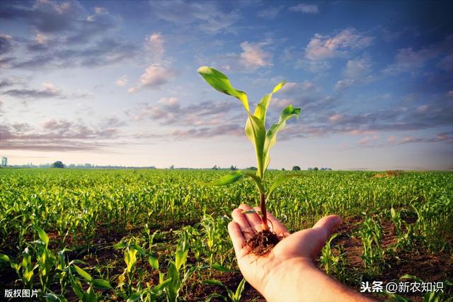 大田玉米高产种植技术，学会以下几点种植要点，才能有效高产