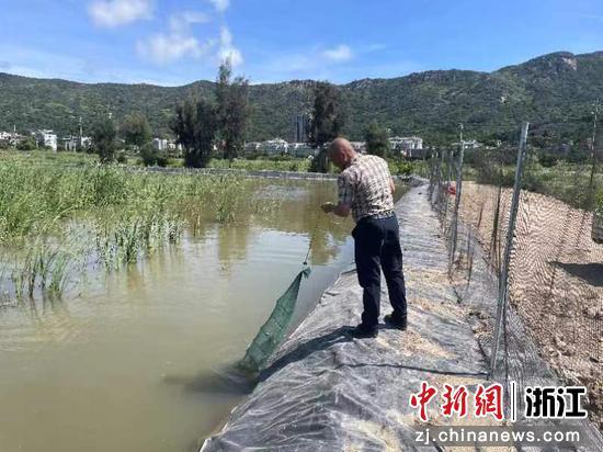 浙江洞头大门镇探索“稻虾综合种养” 绘就乡村“丰”景