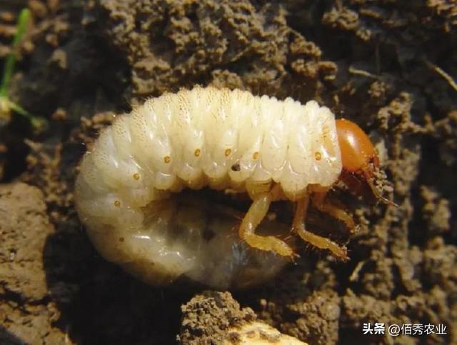 春花生效益高，谷雨后还能播种吗？如何做才能解决“1虫2病”难题