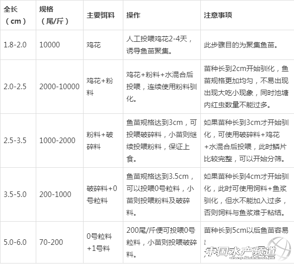 加州鲈全程饲料养殖可行吗？其技术要点有哪些？