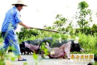 土猪养殖五十块一斤，心动了吗？但养起来真没想象的简单！