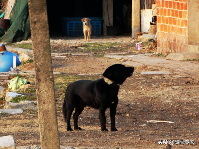 祝福所有养殖肉狗的朋友