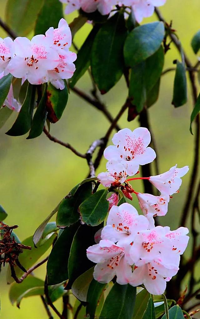 杜鹃花品种分类［附图］